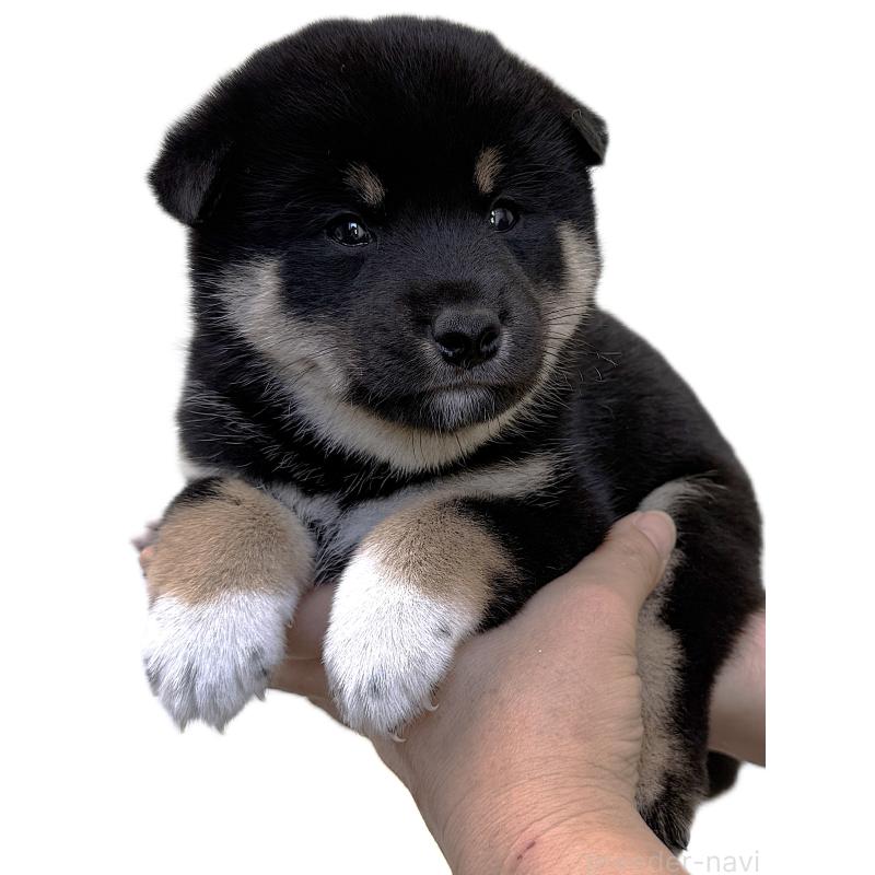 販売中の宮城県の柴犬-416652の2枚目